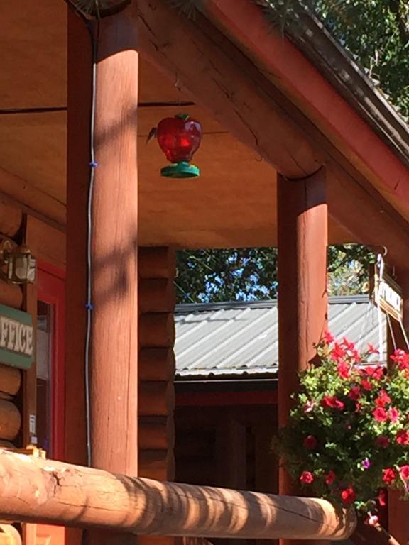 Teton Valley Cabins Driggs Exterior photo